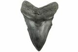 Bargain, Fossil Megalodon Tooth - South Carolina #185220-1